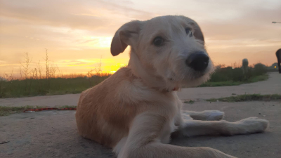 Se perdió Limón: su familia lo busca desesperadamente