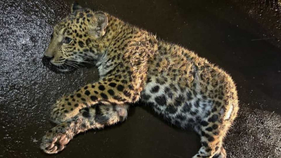 Buscan al responsable de la muerte de una cachorra de yaguareté