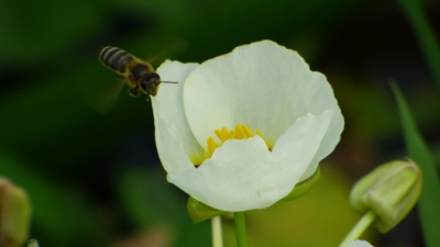 Humedales: abundancia y biodiversidad