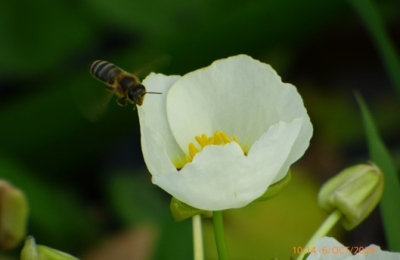 Humedales: abundancia y biodiversidad