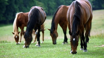Encefalomielitis equina: claves de manejo y bienestar animal en presencia de signos clínicos