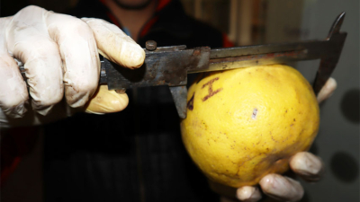 La producción de pomelos, una alternativa para pequeños productores