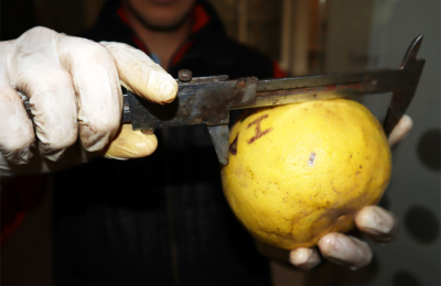 La producción de pomelos, una alternativa para pequeños productores