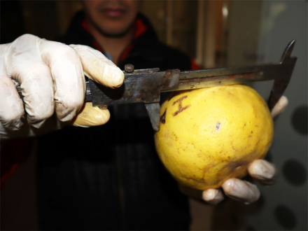 pomelo.jpg