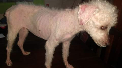 Se agradecen colaboraciones para operar a Lola