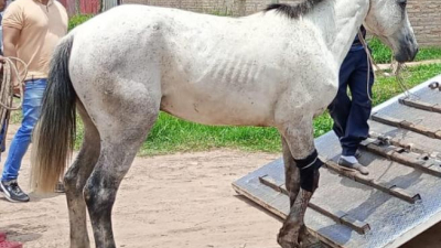 Carrero obligó a un caballo a seguir tras desplomarse al ser embestido