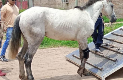 Carrero obligó a un caballo a seguir tras desplomarse al ser embestido