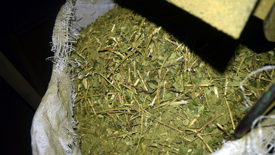 Yerba mate: preocupan caída de consumo interno y exportaciones