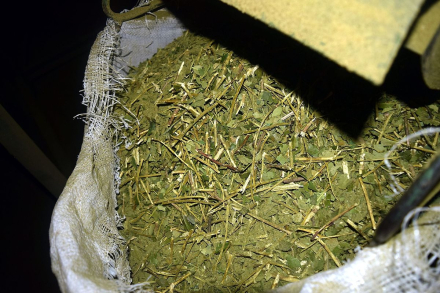 yerba mate.jpg