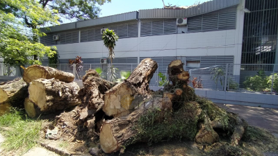 Reclaman que el municipio retire troncos y ramas de un árbol caído tras la tormenta