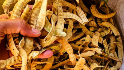 El INTA General Pinedo se afianza en capacitación sobre harina de algarroba