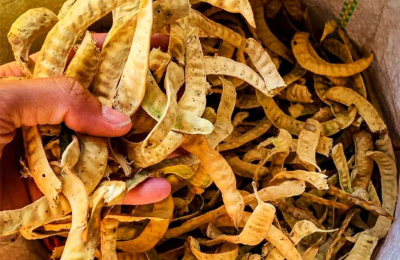 El INTA General Pinedo se afianza en capacitación sobre harina de algarroba