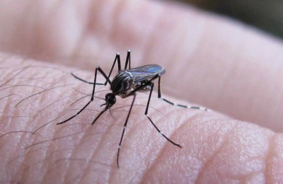 Dengue: Salud insta a la población a no relajarse en la lucha contra el mosquito