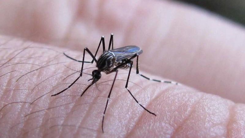Dengue: Salud insta a la población a no relajarse en la lucha contra el mosquito