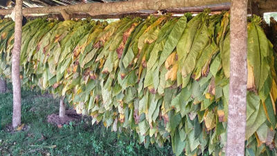 El calor y la sequía tienen en jaque a los cultivos