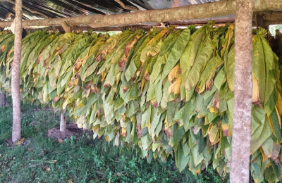 El calor y la sequía tienen en jaque a los cultivos