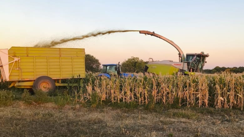 La sequía obliga a productores a destinar soja y maíz a la alimentación animal