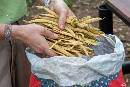 ALGARROBA.jpg