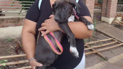 Cuatro de los once perritos en adopción ya encontraron familia