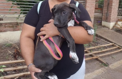 Cuatro de los once perritos en adopción ya encontraron familia