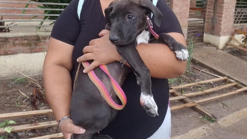 Cuatro de los once perritos en adopción ya encontraron familia