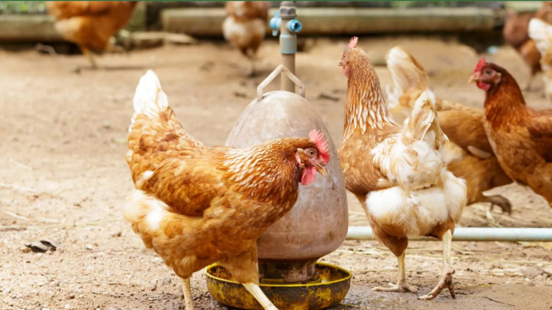 Confirmaron un caso de influenza aviar en aves de traspatio en el Chaco
