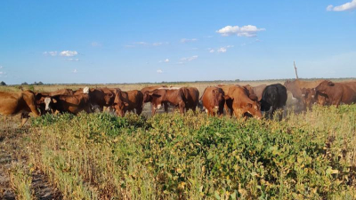 Zonas complicadas por escasez de agua en parte del sudoeste chaqueño