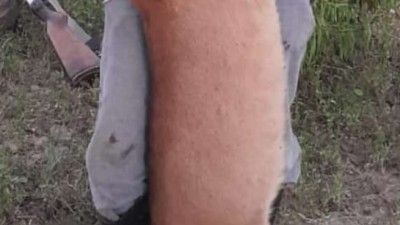 Un productor se jactó de haber matado a un puma que atacó sus cabras y la Justicia chaqueña lo investiga