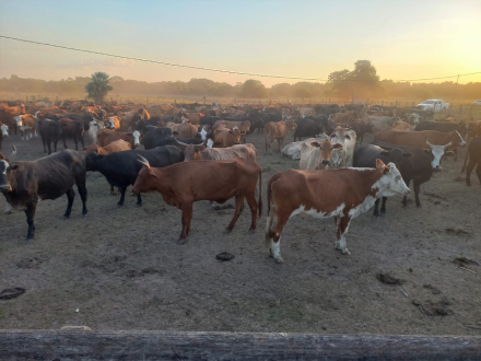 vacas2.jpg