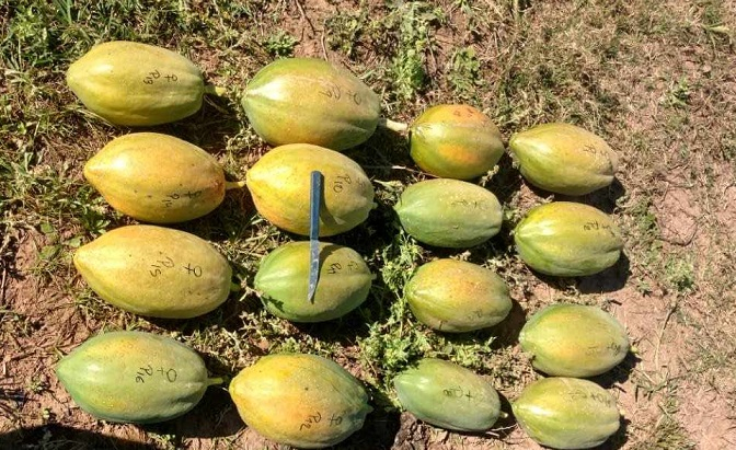 Mamones.jpg