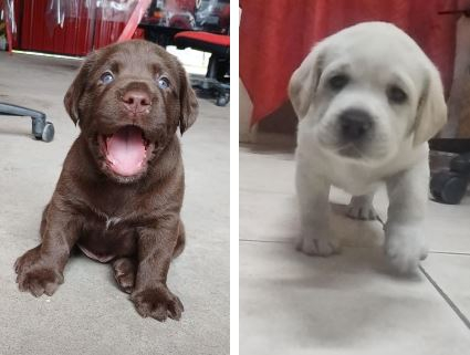 perros labradores.JPG
