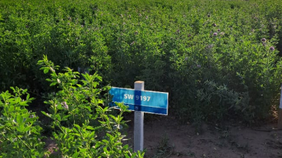 En Las Breñas, evalúan y caracterizan cultivares de alfalfa