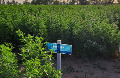 En Las Breñas, evalúan y caracterizan cultivares de alfalfa