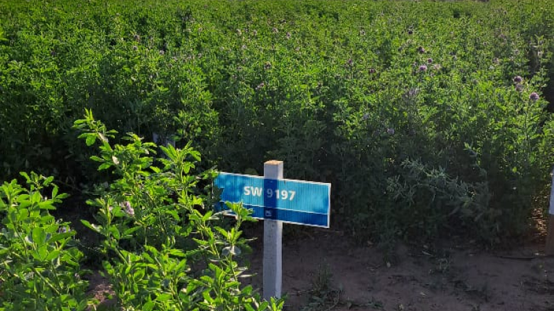 En Las Breñas, evalúan y caracterizan cultivares de alfalfa