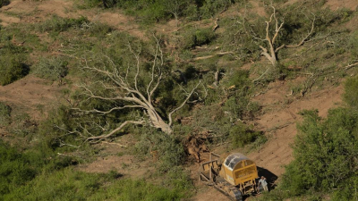 Fechaco alerta sobre 800 familias que están en peligro por la paralización de la forestal