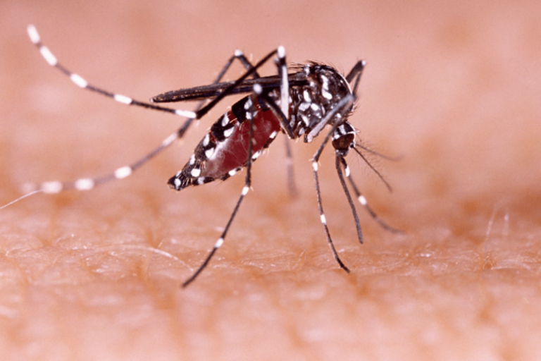 dengue.jpg