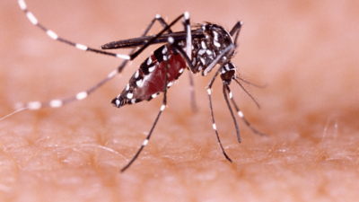 Dengue: murió una joven de 25 años que no tenía comorbilidades