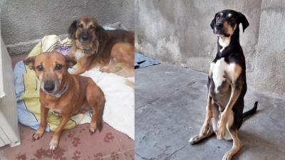 Un llamado solidario para ayudar a las mascotas más vulnerables