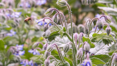 Día Mundial de las Abejas: por qué se conmemora hoy