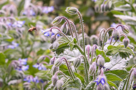 abejas.jpg