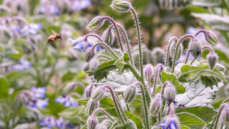 Día Mundial de las Abejas: por qué se conmemora hoy