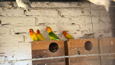 Casi cien aves silvestres y un perro desnutrido encontraron en un domicilio