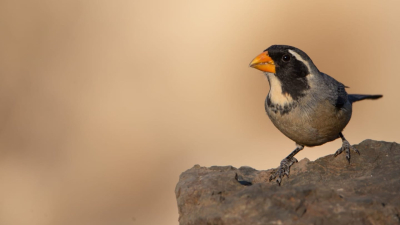 En Mendoza organizan peleas con una de las especies de aves más traficadas de la Argentina