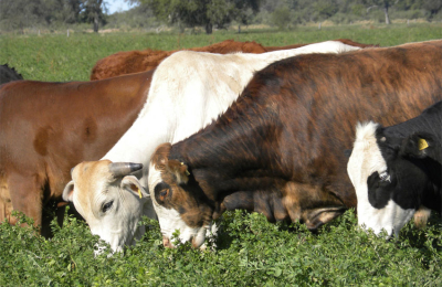Preocupación del sector ganadero por el estado de las pasturas