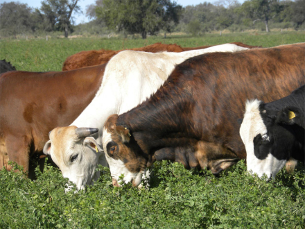 campo.jpg