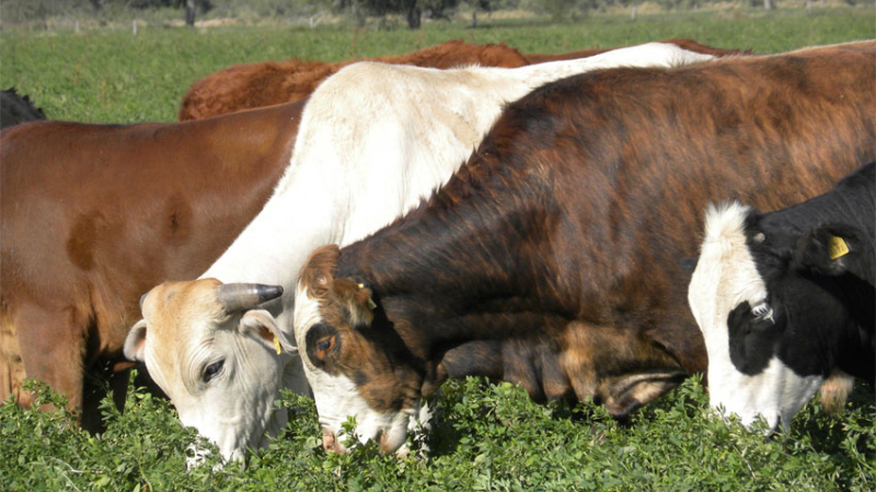Preocupación del sector ganadero por el estado de las pasturas