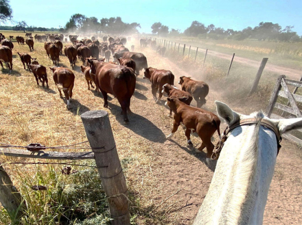 vacas.jpg