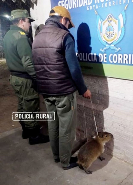 carpinchito.jpg
