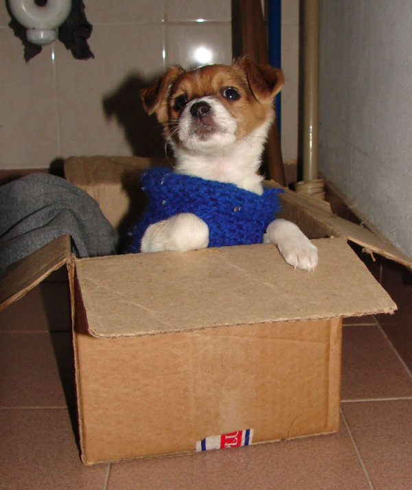 <p>"Tyara" en su nuevo hogar, a pocos días de ser adoptada después de vivir en la calle. </p>