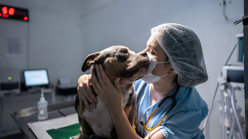 Día del Veterinario: por qué se celebra hoy
